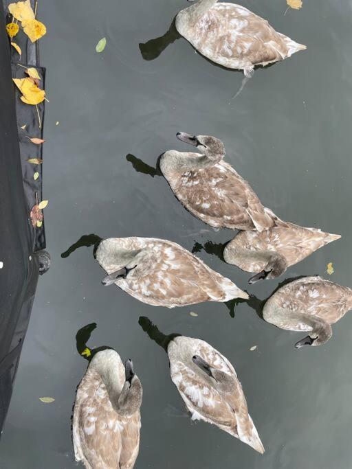 فندق Comfy Canal Boat In Little Venice For Family & Friends لندن المظهر الخارجي الصورة