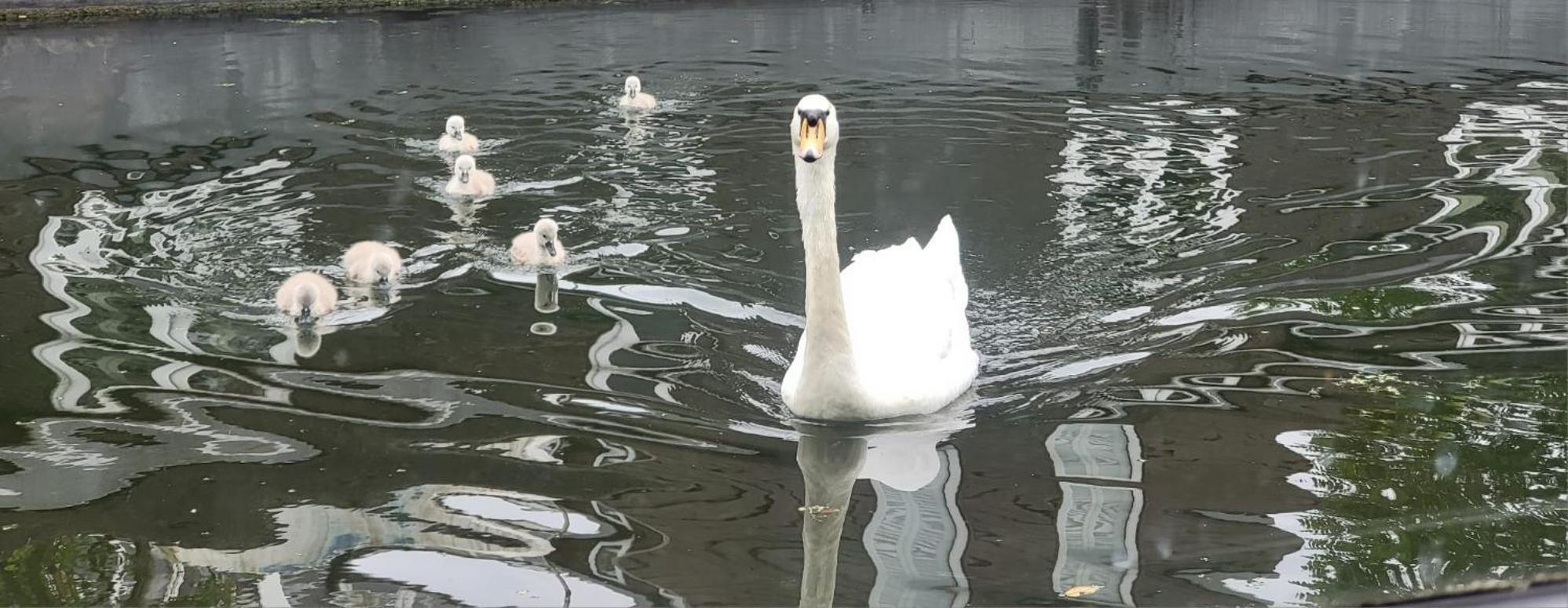 فندق Comfy Canal Boat In Little Venice For Family & Friends لندن المظهر الخارجي الصورة